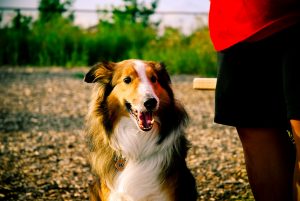 Dog in a Park in Fond du Lac WI